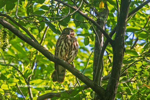 Northern Boobook