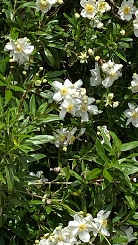 Carpenteria californica, 2026-06-15