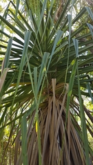 Pandanus spiralis