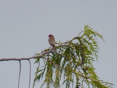 Haemorhous mexicanus