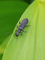 Dichelotarsus piniphilus