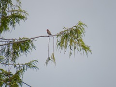 Haemorhous mexicanus