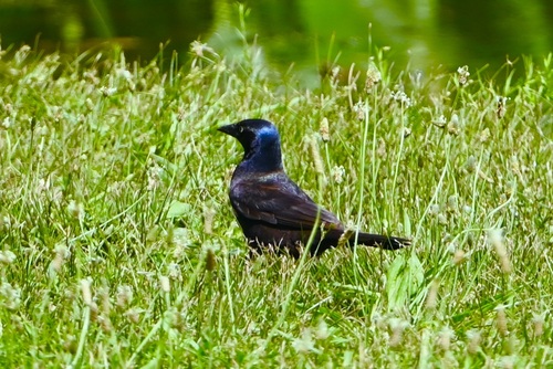 Common Grackle