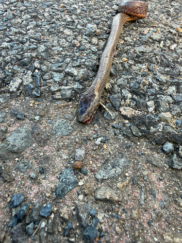 Golden-crowned Snake