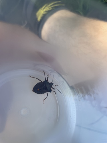 Forest Bug