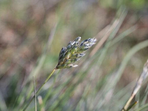 Oreochloa disticha, photograph 5