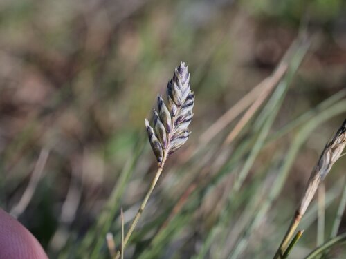 Oreochloa disticha, photograph 6