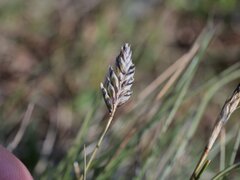 Oreochloa disticha, photograph (c) Wolfgang Jauch, some rights reserved (CC BY)