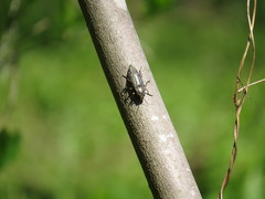 Texania campestris