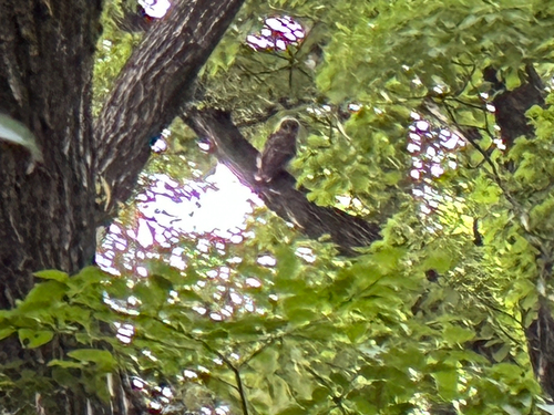 Ural Owl