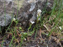 Arabis soyeri