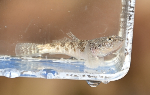 Knysna sandgoby (Psammogobius knysnaensis) — Gobiidae — 4