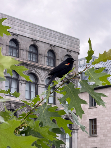 Red-winged Blackbird