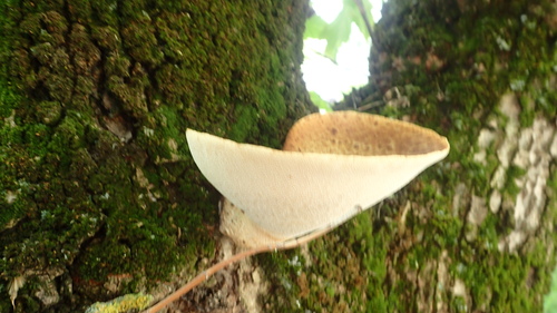 Żagiew Łuskowata