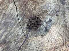 Liquidambar styraciflua