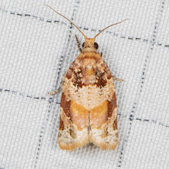 Argyrotaenia tabulana