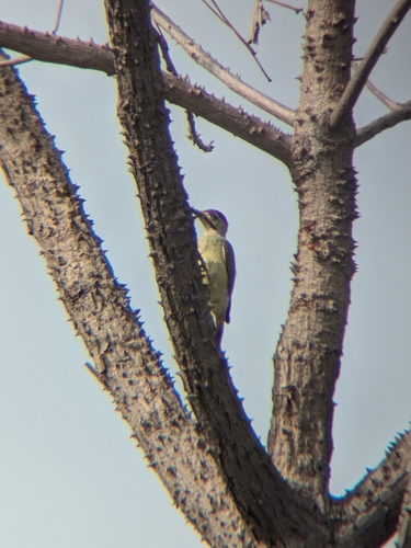 Fine-spotted Woodpecker