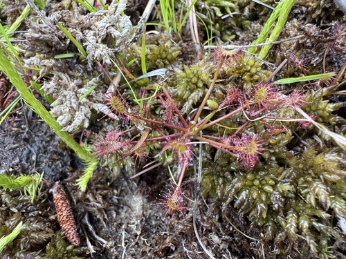 Spoonleaf Sundew