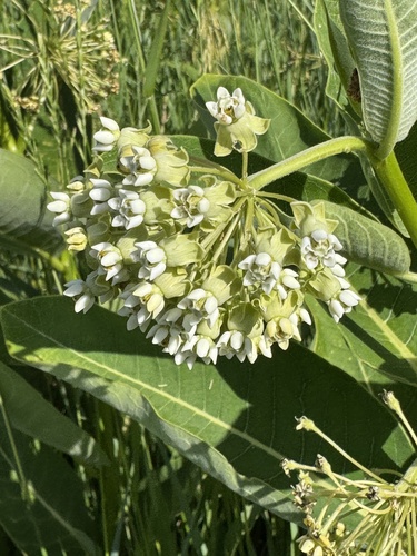 Asclepias syriaca