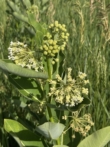 Asclepias syriaca