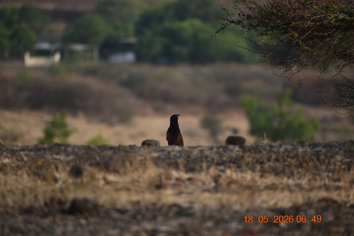 Greater Coucal