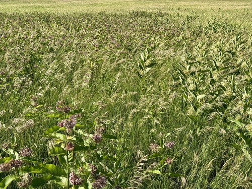 Asclepias syriaca