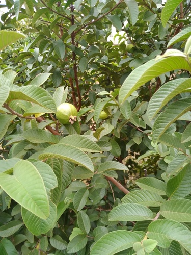 Common guava
