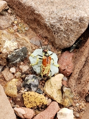 Eupompha schwarzi