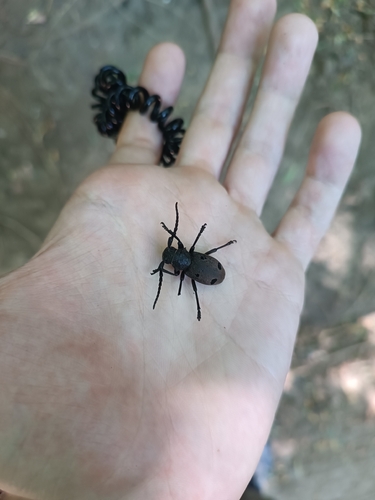 Herophila tristis