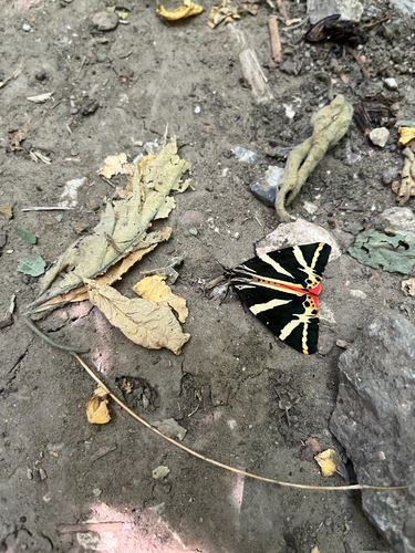 Jersey Tiger