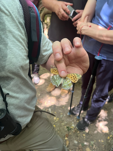 Silver-washed Fritillary