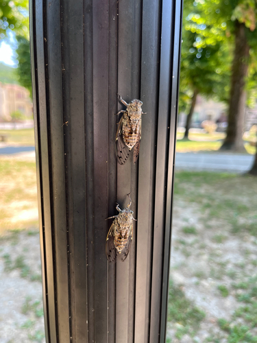 Ash Cicada