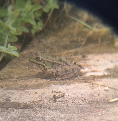 Iberian Green Frog