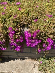 Pericallis × hybrida