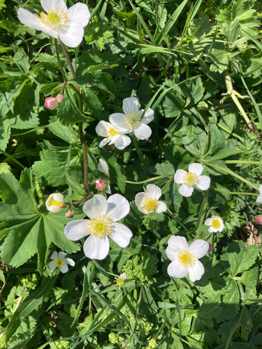 Ranunculus aconitifolius, photograph 4