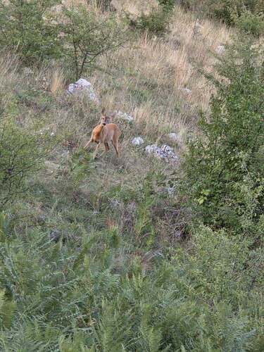 Western Roe Deer