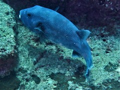 Arothron caeruleopunctatus