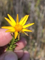 Osteospermum glabrum