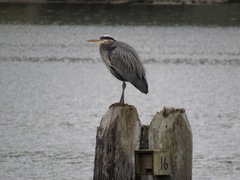 Ardea herodias