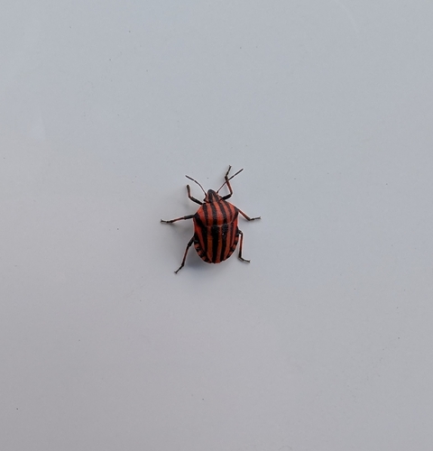 Continental Striped Shield Bug