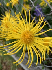 Inula helenium