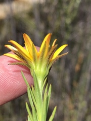 Osteospermum glabrum