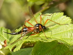Tanyptera atrata