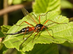 Tanyptera atrata