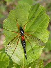 Tanyptera atrata
