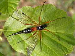 Tanyptera atrata