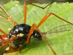 Tanyptera atrata