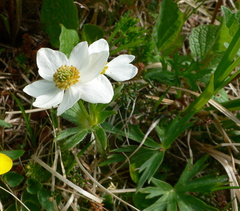 Anemonastrum sibiricum