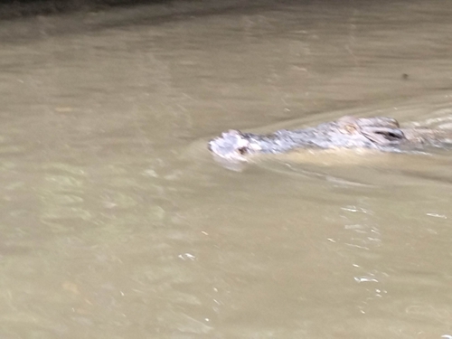West African Crocodile