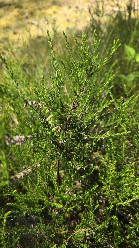 common heather